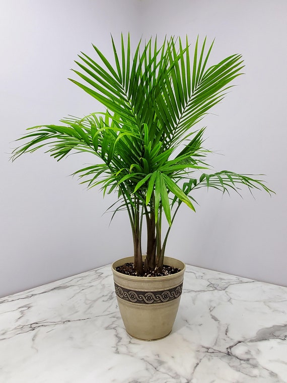 Majestic palm tree deals