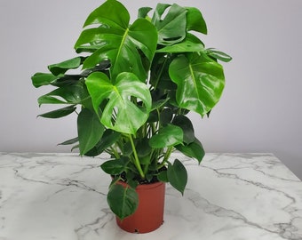 monstera thai constelation Monstera Thai Constellation Houseplant with Planter - Large (2'-3' tall) Cement Grey Planter