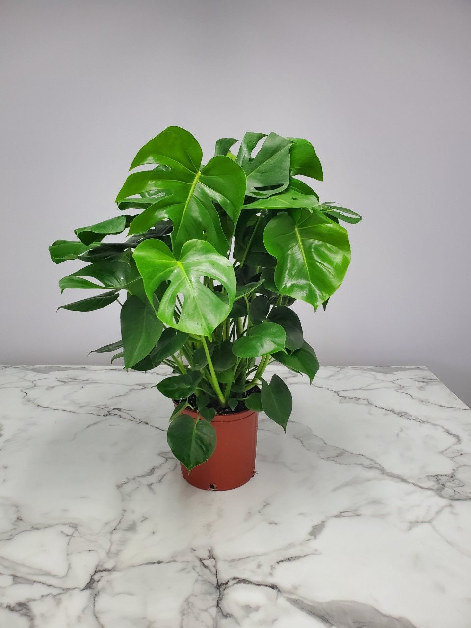 monstera branching Mini Monstera – Plant Detectives