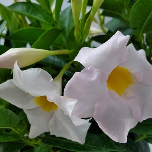 May include: A close-up of a white and pink flowering plant with green leaves. The flowers have yellow centres.