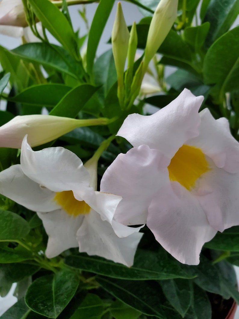 May include: A close-up of a white and pink flowering plant with green leaves. The flowers have yellow centres.