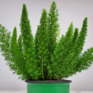 FlowerPotNursery Asparagus Foxtail Fern Asparagus meyeri / aethiopicus 4  Pot - The Flower Pot Nursery