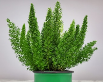 Foxtail Fern - Overall Height 12&quot; to 14&quot; - 1 Gallon Pot - Tropical Plants of Florida