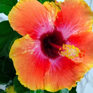 Fiesta Bush Hibiscus Plant Live - Flowering Plant - Overall Height 10" to 14" - 1 Gallon Pot - Tropical Plants of Florida bild 2