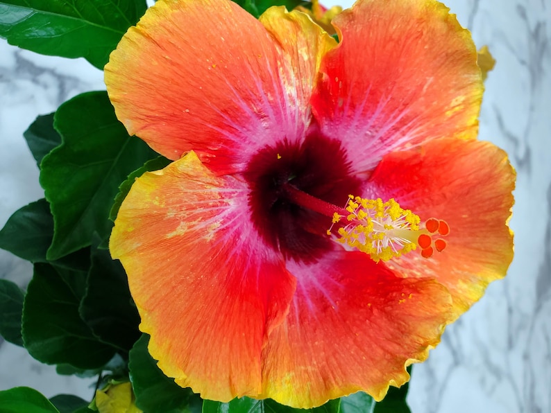 Fiesta Bush Hibiscus Plant Live - Flowering Plant - Overall Height 10" to 14" - 1 Gallon Pot - Tropical Plants of Florida bild 2