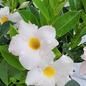 May include: White flowers with yellow centres bloom on a green leafy plant. The flowers have five petals and are arranged in a cluster.