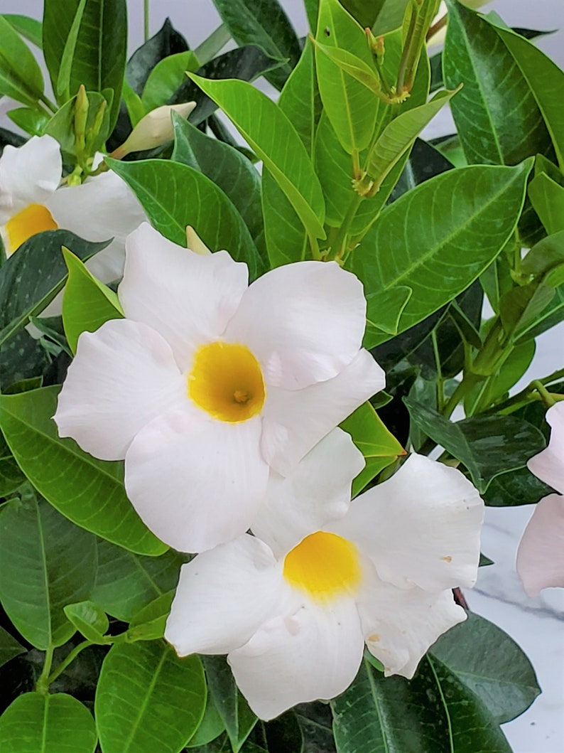 May include: White flowers with yellow centres bloom on a green leafy plant. The flowers have five petals and are arranged in a cluster.