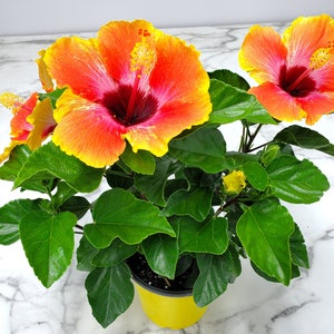 Fiesta Bush Hibiscus Plant Live - Flowering Plant - Overall Height 10" to 14" - 1 Gallon Pot - Tropical Plants of Florida bild 3