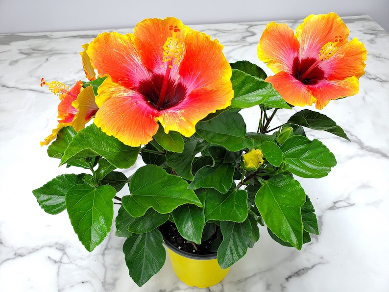 Fiesta Bush Hibiscus Plant Live - Flowering Plant - Overall Height 10" to 14" - 1 Gallon Pot - Tropical Plants of Florida bild 3