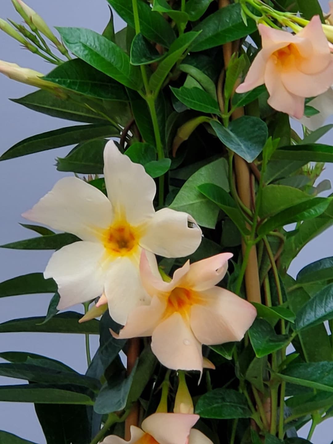 Apricot Mandevilla Plant Trellis Flowering Plant Large Live Plant
