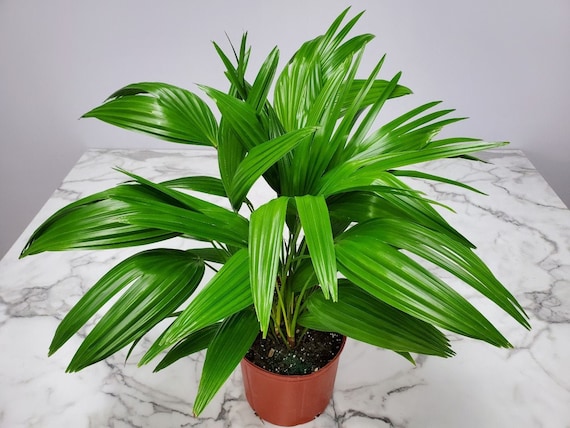 Livistona Chinensis - Chinese Fan Fountain Palm Tree Plant Live - Large  House Plants Indoor - Overall Height 30" to 36" - Etsy