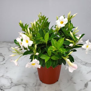 May include: A potted white flowering plant with green leaves. The plant is in a brown pot and is sitting on a white marble surface.