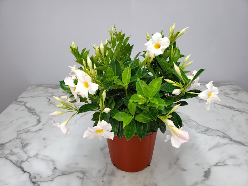 May include: A potted white flowering plant with green leaves. The plant is in a brown pot and is sitting on a white marble surface.