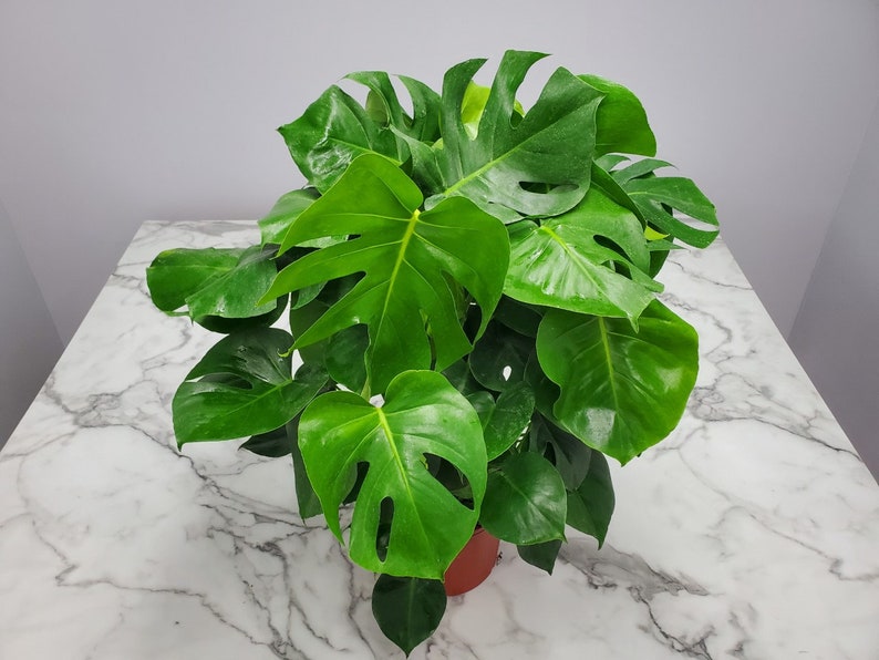 Pode incluir: Uma planta Monstera verde com folhas grandes e fenestradas em um vaso de terracota. A planta est&aacute; sobre uma superf&iacute;cie de m&aacute;rmore branco.