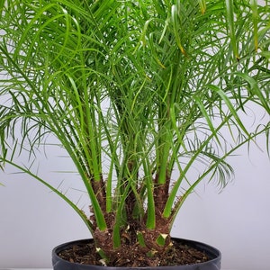 Roebelenii Palm Tree Plant Live Overall Height 30 to 36 7 Gallon Pot Tropical Plants of Florida Pygmy Date Palm Tree image 2