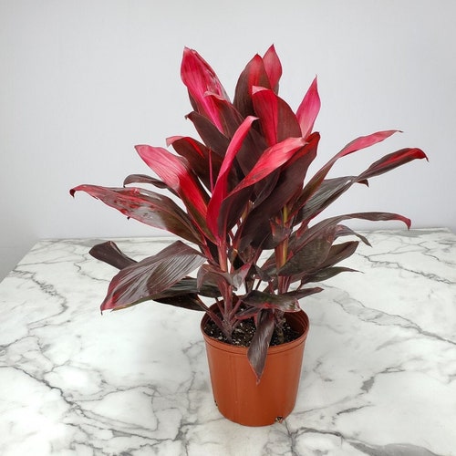 Cordyline Red Sister Terminalis Ti Plants - Etsy