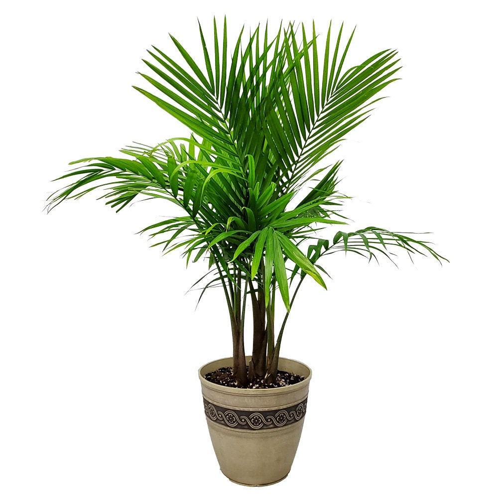 Majesty Palm Tree Plant with Pot and Soil - Lightweight Resin Planter - Home Planter Kit - House Plants Indoor - Gardening Kit