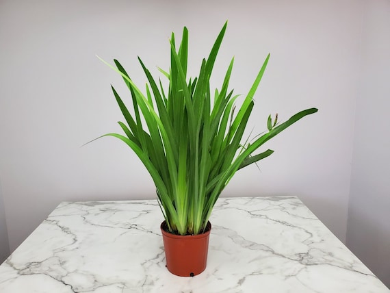 Iris Regina Brazillian Orchid Plant - Live Plant - Overall Height