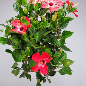 Może przedstawiać: Żywa roślina hibiskusa z wieloma kwiatami w odcieniach czerwieni i r&oacute;żu. Kwiaty mają wyraźne ż&oacute;łte pręciki i są otoczone bujnymi zielonymi liśćmi. Tło jest jednolicie szare.