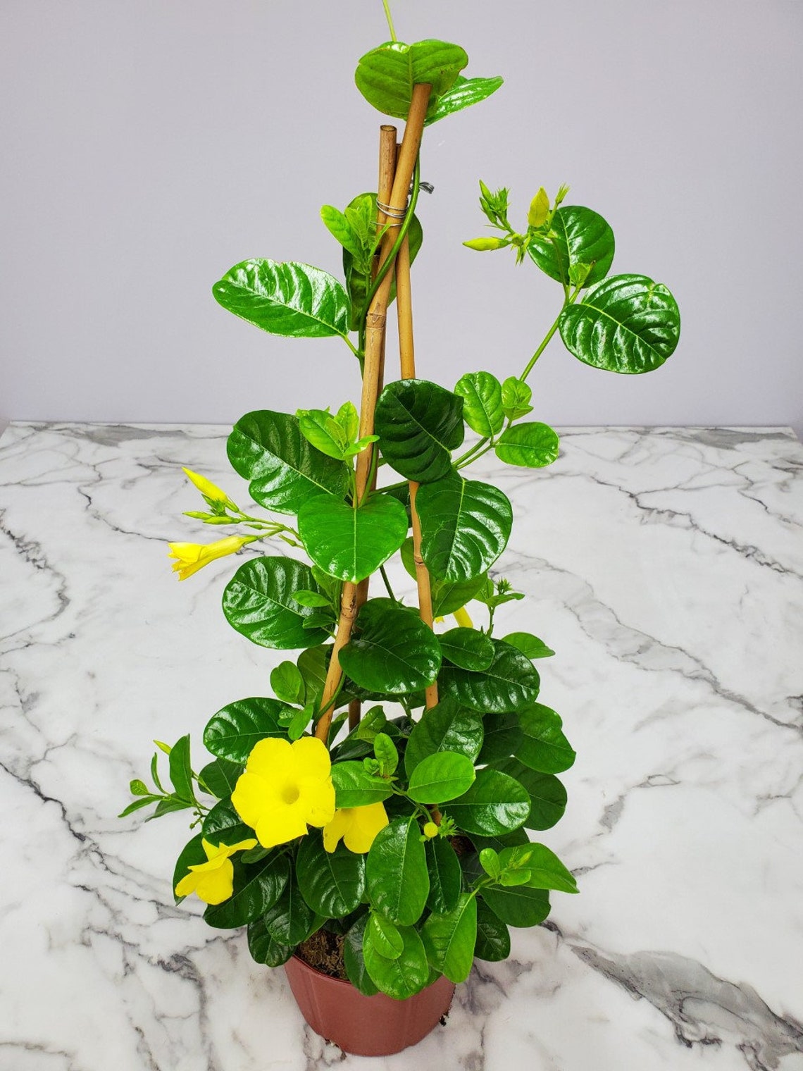 Yellow Mandevilla Plant Live Plant Outdoor Trellis Etsy