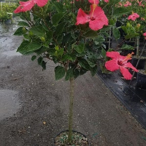 Może przedstawiać: Doniczkowe drzewo hibiskusa z żywymi r&oacute;żowymi kwiatami i zielonymi liśćmi. Drzewo ma pojedynczy, smukły pień i jest posadzone w czarnej donicy. Kwiaty mają wyraźne ż&oacute;łte pręciki. Tło przedstawia inne rośliny doniczkowe i pochmurne niebo.