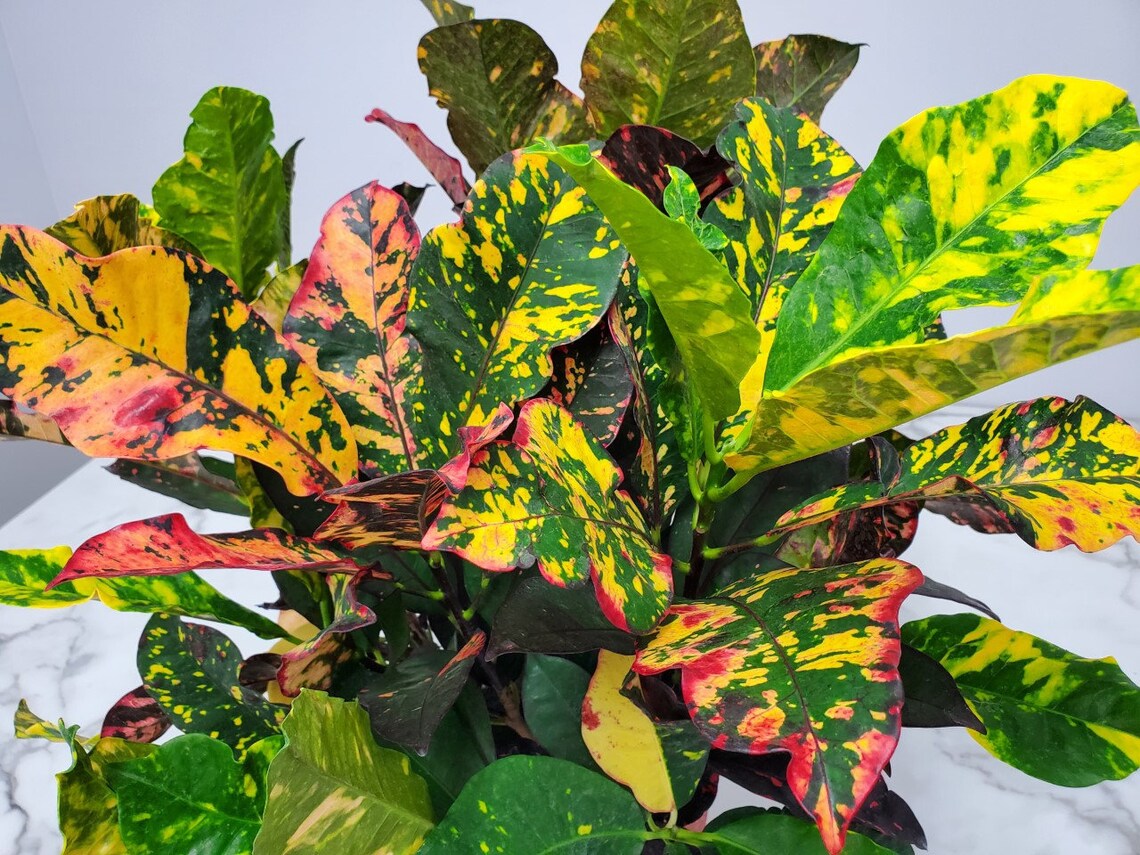 Croton Magnificent House Plants Large Easy Care Plants Etsy