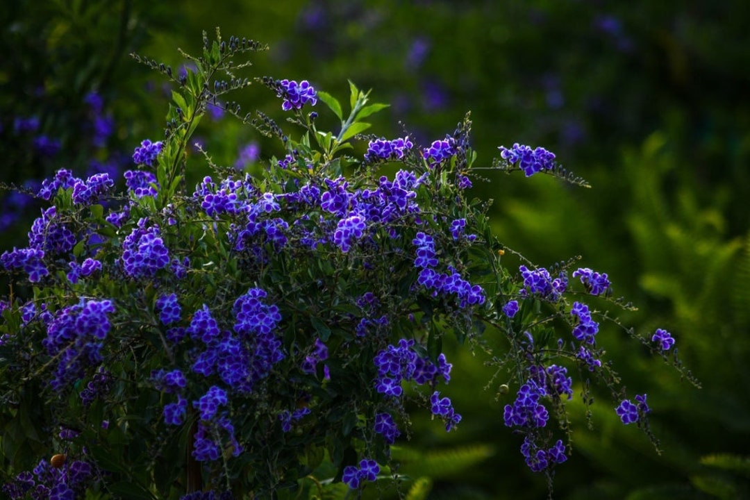 Duranta Purple Flower Bush - Live Flower Plants - Outdoor Plants - Flowering  House Plants - Overall Height 22" to 26" - Etsy