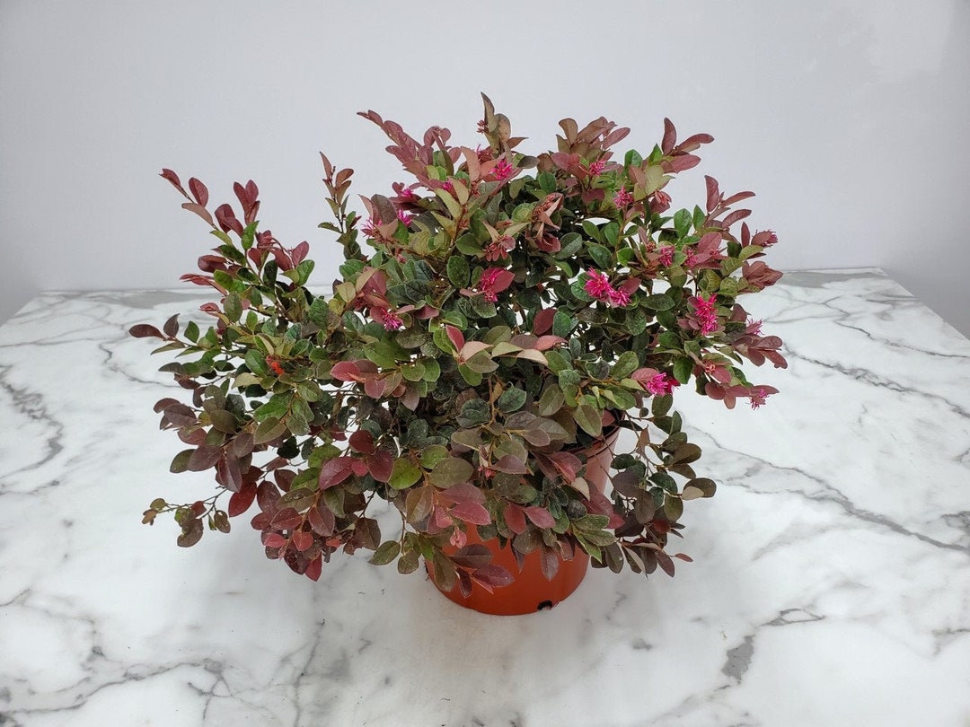 Loropetalum Plant - Plum Delight - Live Tropical Foliage Plant