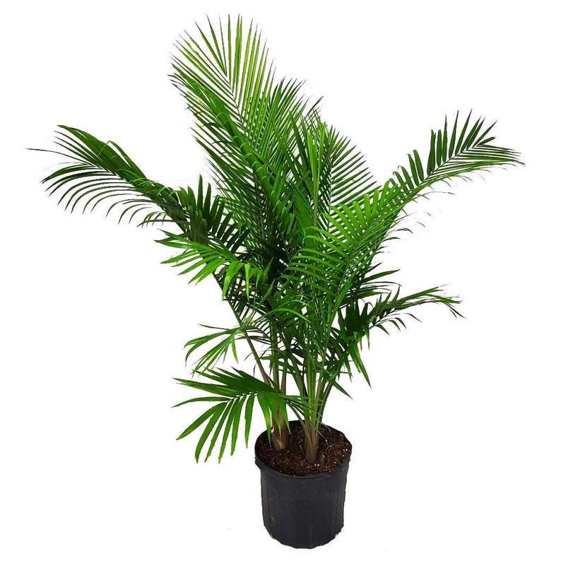 Majesty Palm Tree Plant - Overall Height 55