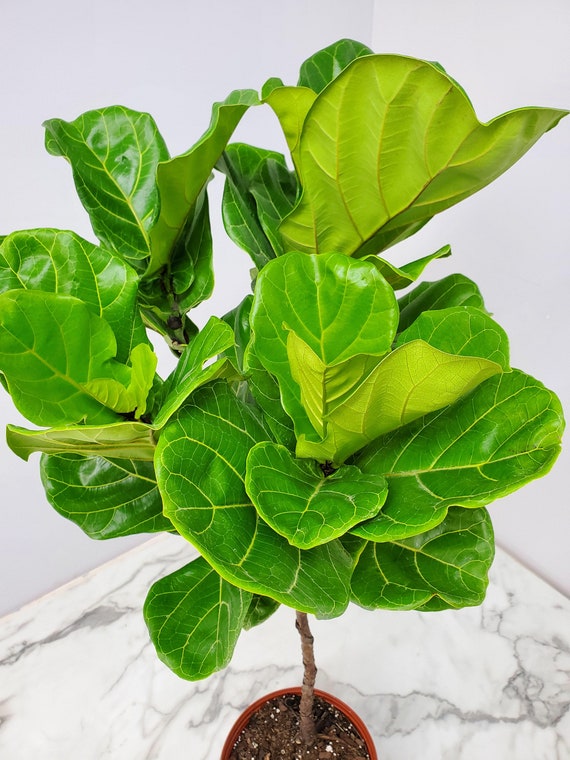 large leaves Great Ficus for light arms Room 