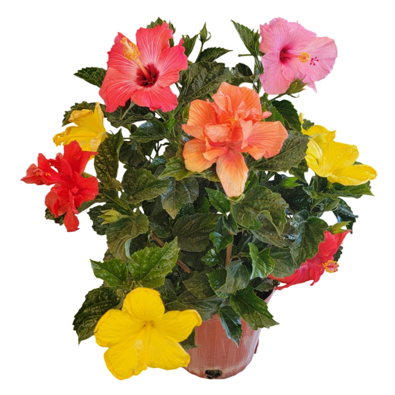 Mystery Hibiscus Bush – Live Tropical Plant with 2 to 3 Flower Colors – 3 Gallon Pot, 24–28” Tall – Outdoor Garden Shrub, Fresh from Florida