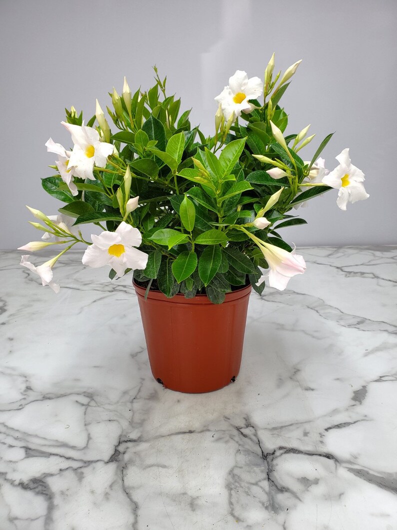 May include: A potted white flowering plant with green leaves. The plant is in a brown plastic pot.