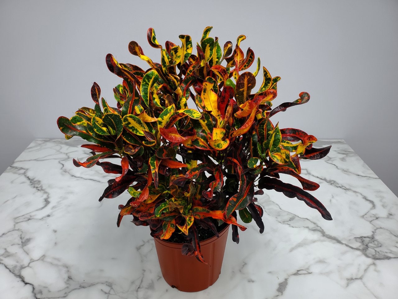 Croton Plant Croton Mammy Live Plant Overall Height Etsy