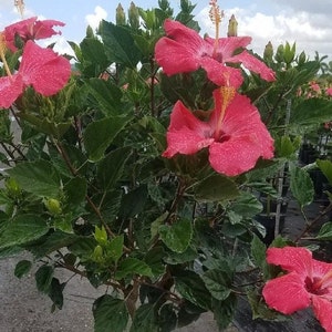 Może przedstawiać: Roślina hibiskusa z wieloma dużymi, jasno r&oacute;żowymi kwiatami w pełnym rozkwicie. Kwiaty mają wyraźne ż&oacute;łte pręciki i są otoczone bujnymi zielonymi liśćmi. Obraz przedstawia kilka roślin w donicach, co sugeruje otoczenie szk&oacute;łki.