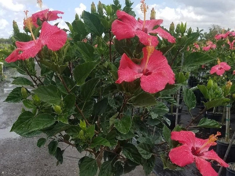 Może przedstawiać: Roślina hibiskusa z wieloma dużymi, jasno r&oacute;żowymi kwiatami w pełnym rozkwicie. Kwiaty mają wyraźne ż&oacute;łte pręciki i są otoczone bujnymi zielonymi liśćmi. Obraz przedstawia kilka roślin w donicach, co sugeruje otoczenie szk&oacute;łki.