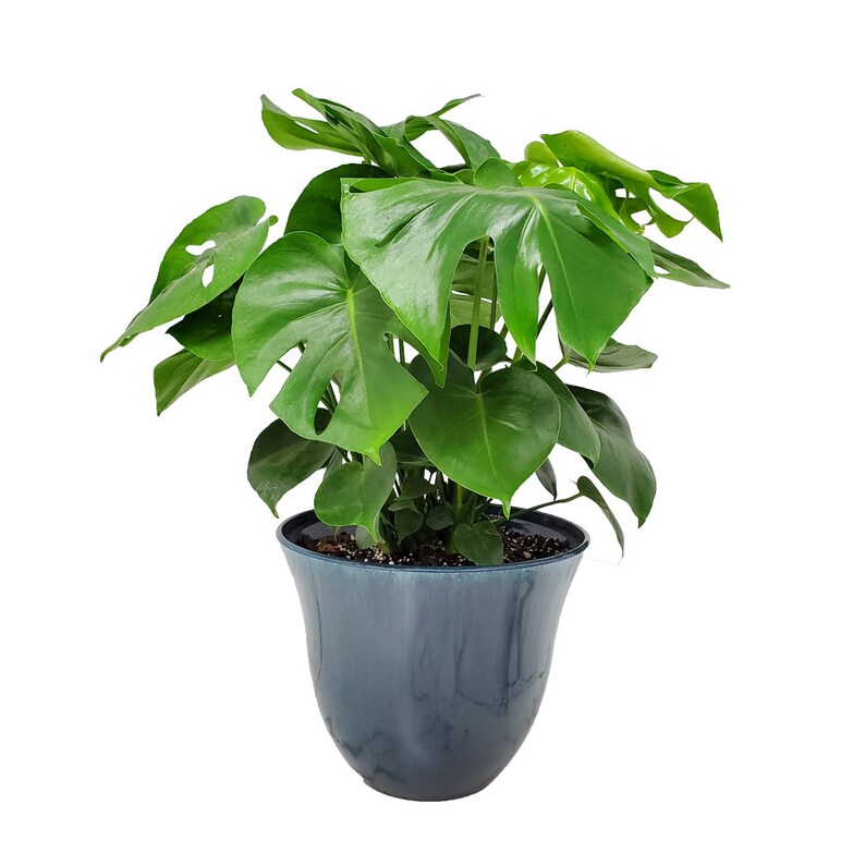 Swiss Cheese Plant With Pot and Soil Monstera Deliciosa Etsy