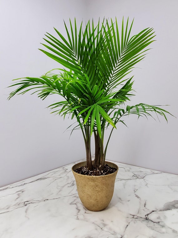 vervorming Hoofdstraat Roos Majesty Palm Tree Plant With Pot and Soil Lightweight Resin - Etsy Israel