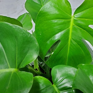 Pode incluir: Close-up de uma planta Monstera Deliciosa com folhas grandes e verdes. As folhas t&ecirc;m uma forma de cora&ccedil;&atilde;o distintiva com cortes profundos e dentados.