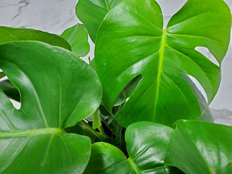 Pode incluir: Close-up de uma planta Monstera Deliciosa com folhas grandes e verdes. As folhas t&ecirc;m uma forma de cora&ccedil;&atilde;o distintiva com cortes profundos e dentados.