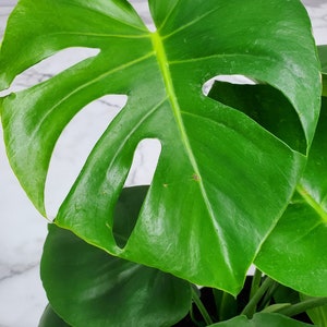 Pode incluir: Um close-up de uma planta Monstera Deliciosa com folhas grandes e verdes que t&ecirc;m furos e fendas caracter&iacute;sticas. As folhas s&atilde;o brilhantes e t&ecirc;m uma cor verde vibrante.