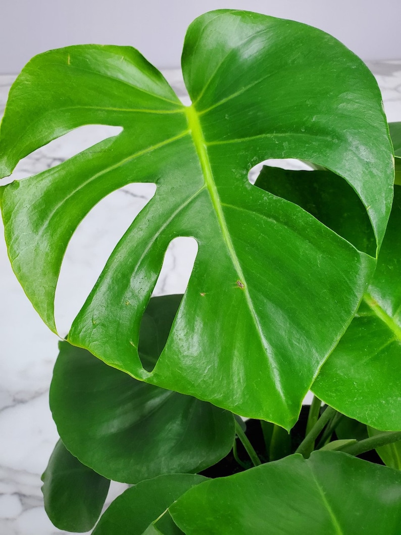 Pode incluir: Um close-up de uma planta Monstera Deliciosa com folhas grandes e verdes que t&ecirc;m furos e fendas caracter&iacute;sticas. As folhas s&atilde;o brilhantes e t&ecirc;m uma cor verde vibrante.