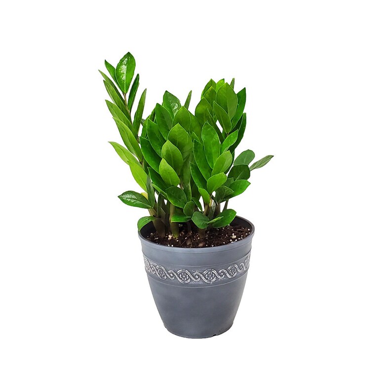 Zamia Zamiifolia ZZ Plant With Pot Live Plants Free Shipping Etsy