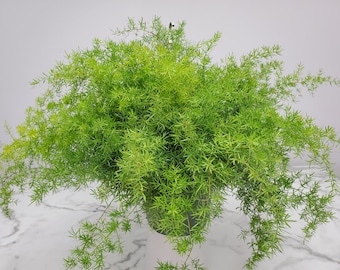 Sprengeri Asparagus Fern Plant - Hanging Plant Live - Exotic Plants - Houseplants - Overall Spread 16" to 20" - 10" Basket