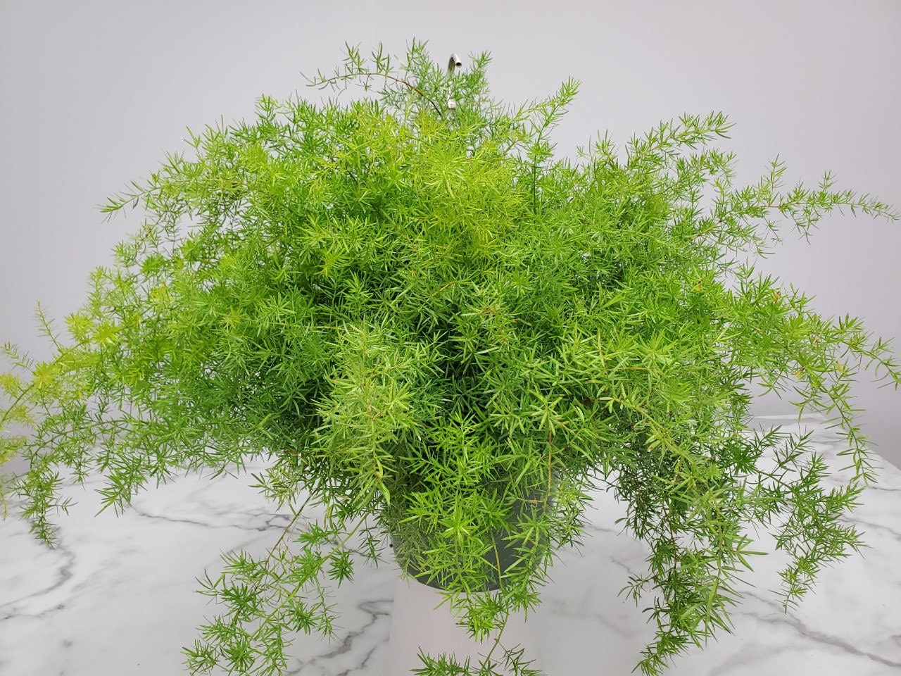 Sprengeri Asparagus Fern Plant - Hanging Plant Live - Exotic Plants -  Houseplants - Overall Spread 16" to 20" - 10" Basket - Etsy Denmark