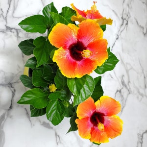 Fiesta Bush Hibiscus Plant Live - Flowering Plant - Overall Height 10" to 14" - 1 Gallon Pot - Tropical Plants of Florida bild 6