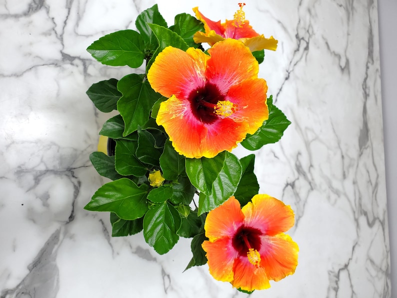 Fiesta Bush Hibiscus Plant Live - Flowering Plant - Overall Height 10" to 14" - 1 Gallon Pot - Tropical Plants of Florida bild 6