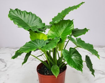 dracaena warneckii Landscaping Plant Indoor Plants  Bastana Online Gardens
