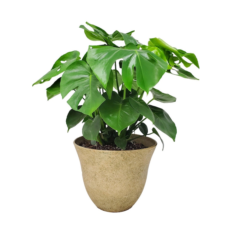 Swiss Cheese Plant With Pot and Soil Monstera Deliciosa Etsy