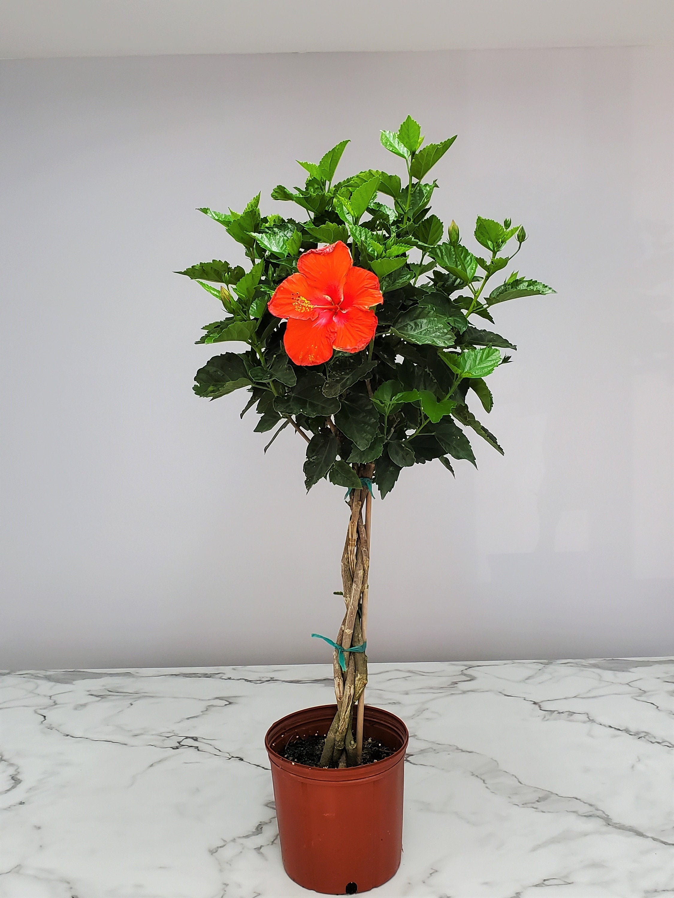 Red Braided Hibiscus Tree Plant Flowering Tree Plant Live Etsy