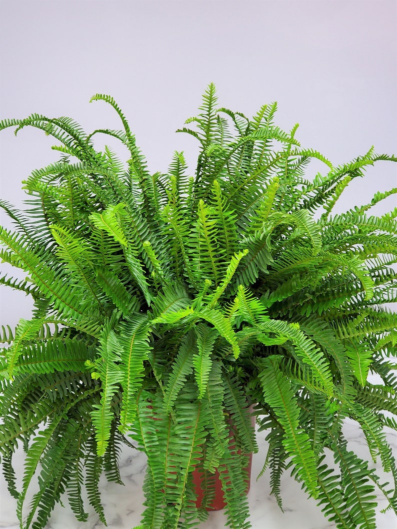 Kimberly Queen Fern Live Plant Overall Height 26 to - Etsy